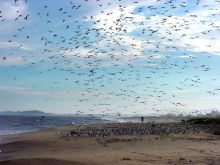 Aves migratórias utilizando o Parque Nacional da Restinga de Jurubatiba como local de descanso e alimentação. Foto Rômulo Campos